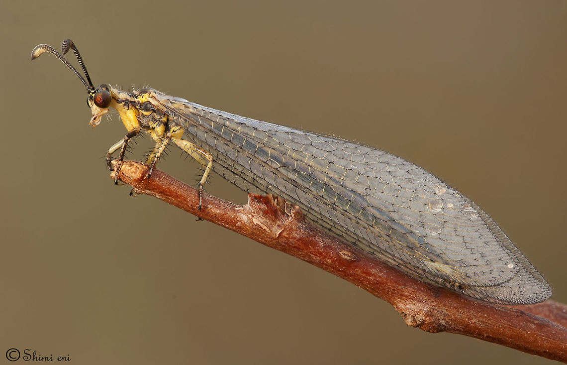 Neuroptera Princess  Insects,Macro,Neuroptera