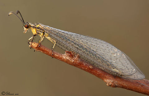 Neuroptera Princess  Insects,Macro,Neuroptera