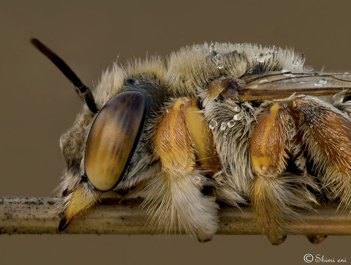 Bee closeup, attached to the wood A very close view of a bee resting on a stick. Bees,Insects,Macro,droplets