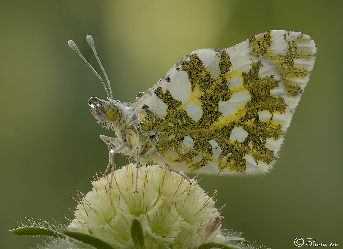 Gentleness - Euchloe Ausonia  science name : Euchloe Ausonia  Butterfly,Eastern Dappled White,Euchloe Ausonia,Euchloe ausonia,Insects,Macro