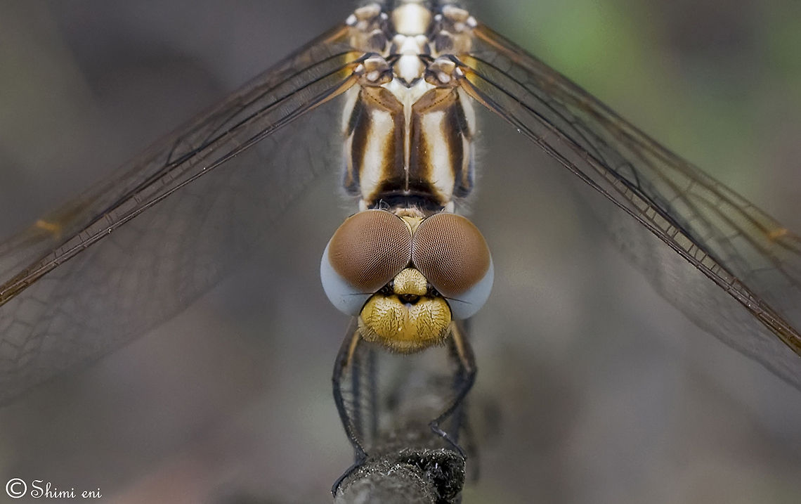Dragonfly Symmetry Front view of a Dragonfly holdign on to a twig. Dragonfly,Insects,Macro,Red-veined Dropwing,Trithemis arteriosa,compound eye