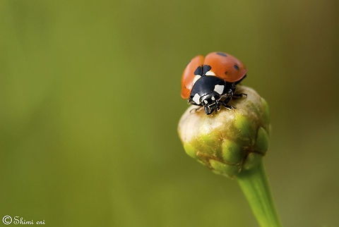 Ladybird closeup Red Ladybird on a safe platform. 7-spot Ladybird,Coccinella septempunctata,Insects,Ladybird,Macro