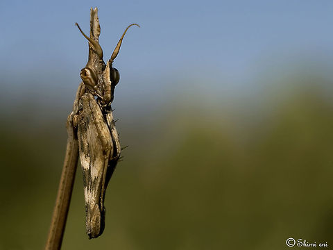 Mantis boxer Incredible closep of a Mantis with its raptorial forelegs together. Empusa fasciata,Insects,Macro,Mantis,Mantodea
