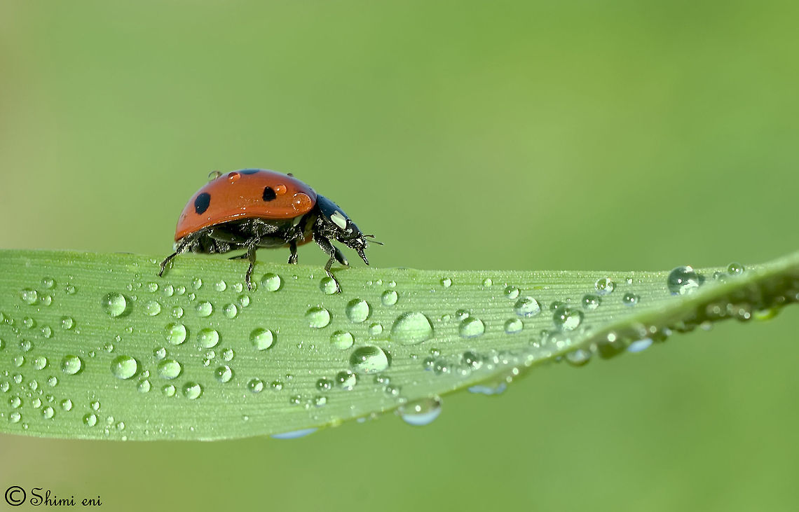 Ladybird walking through the water drops  Sideview of a Ladybird walking over a leaf covered in droplets. 7-spot Ladybird,Coccinella septempunctata,Insects,Ladybird,Macro,droplets