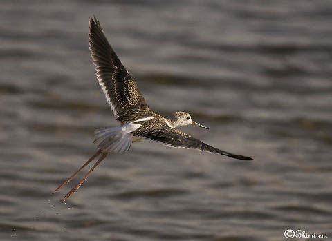 Marsh Sandpiper flying Marsh Sandpiper Birds,Marsh Sandpiper,Tringa stagnatilis