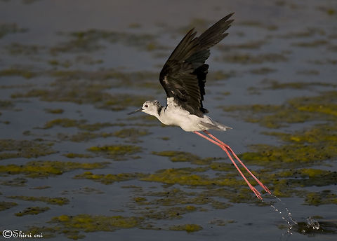 Black-winged Stilt (Himantopus himantopus) in flight Black winged stilt Birds,Black-winged Stilt,Common Stilt,Flight,Himantopus himantopus,black winged stilt,himantopus himantopus