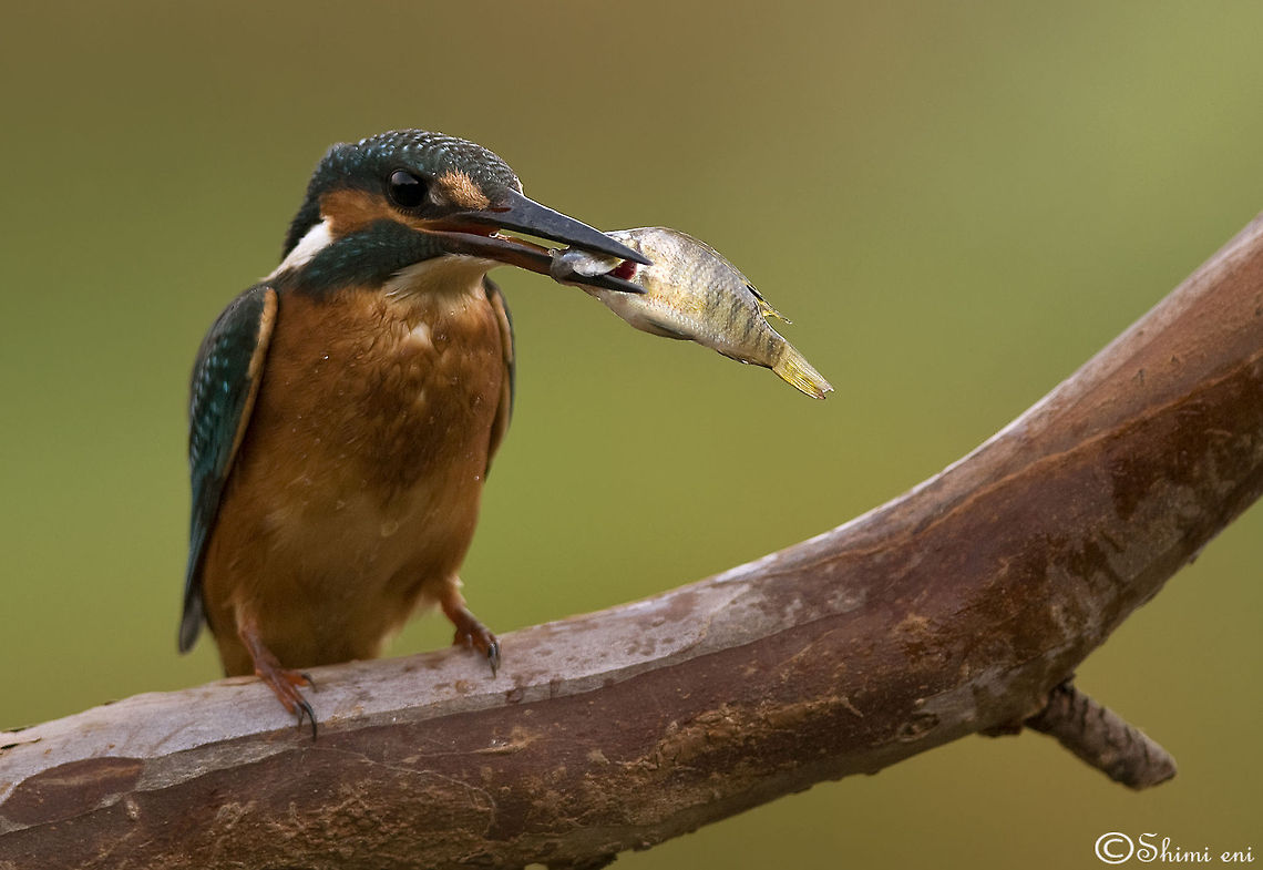 Kingfisher having breakfast Closeup of a kingfisher with a fresh fish in its beak. Alcedo atthis,Common Kingfisher,Fish