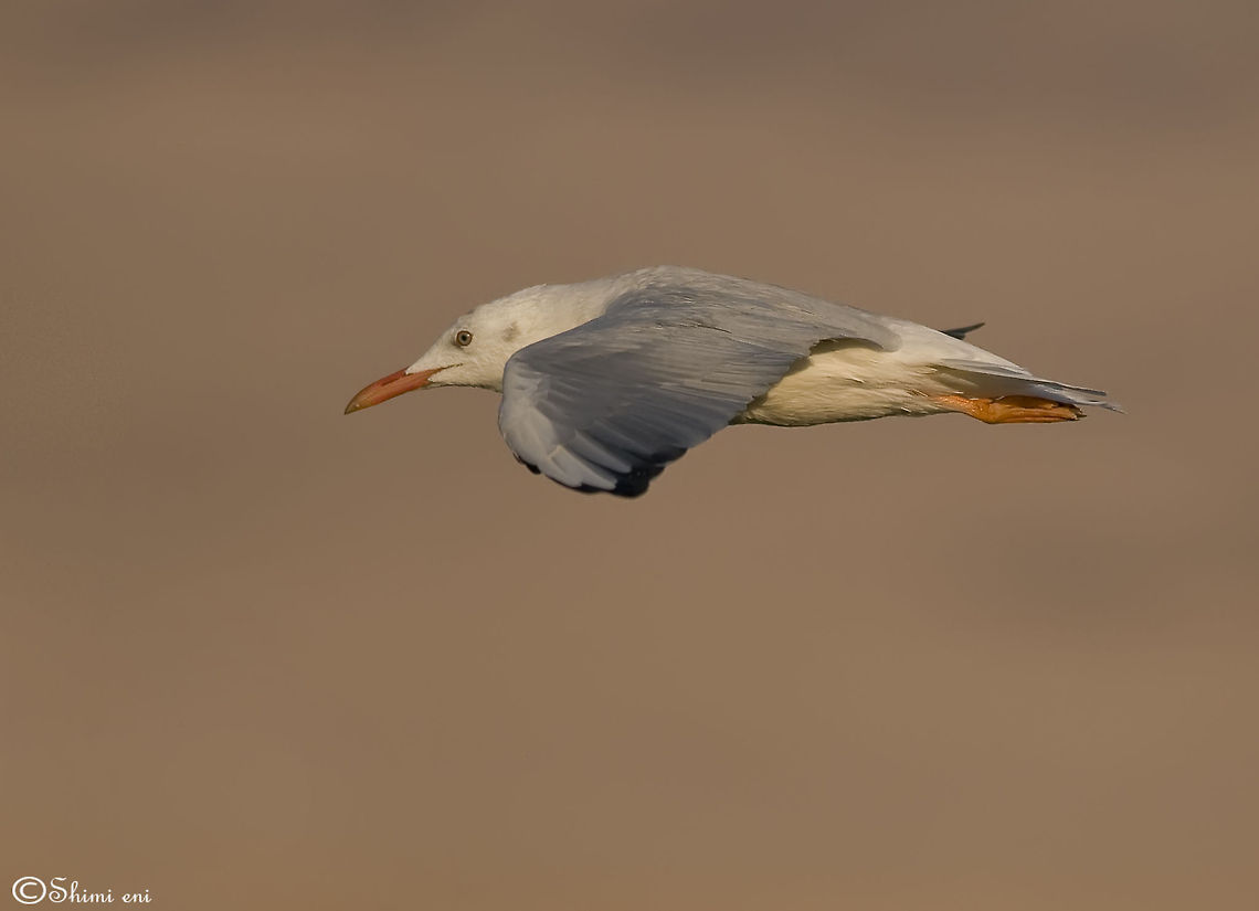 Larus like F22 A white Seagull in flight, almost like a jet plane. Birds,Larus,seagull