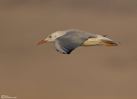 Larus like F22 A white Seagull in flight, almost like a jet plane. Birds,Larus,seagull