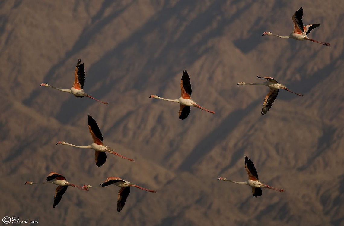 Flying home (Flamengo) Flamingos in flight in the backdrop of a mountain range. Flamingo,Greater Flamingo,Phoenicopteriformes,Phoenicopterus roseus