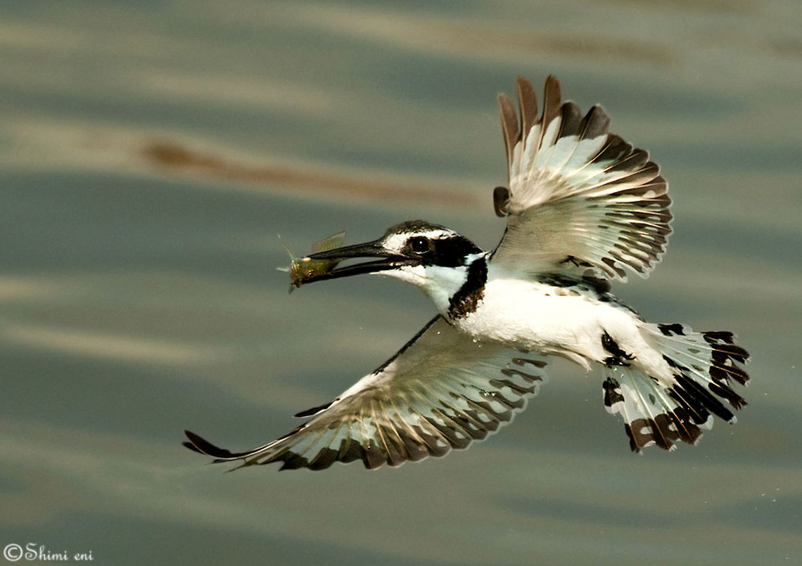 The Hunter Ceryle Rudis Birds,Ceryle Rudis,Ceryle rudis,Pied Kingfisher