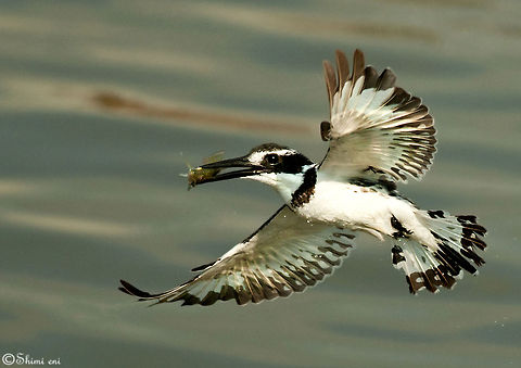 The Hunter Ceryle Rudis Birds,Ceryle Rudis,Ceryle rudis,Pied Kingfisher