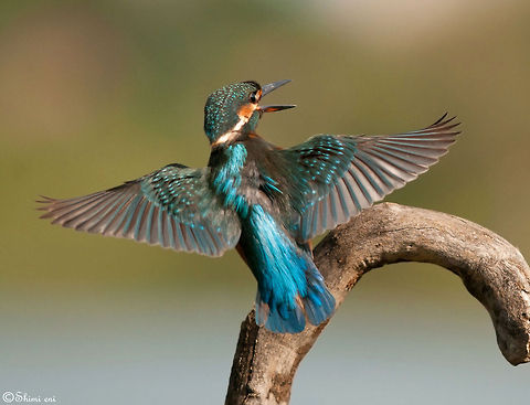Angry Bird kingfisher Birds,Kingfisher