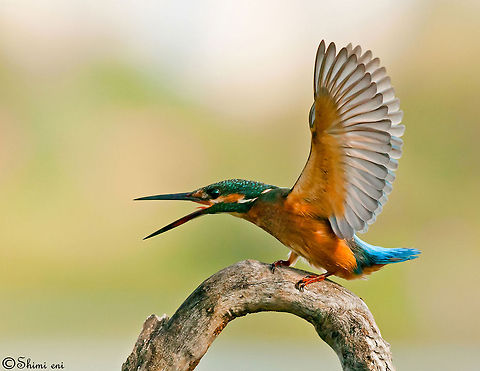Aggressive kingfisher Alcedo atthis,Birds,Kingfisher