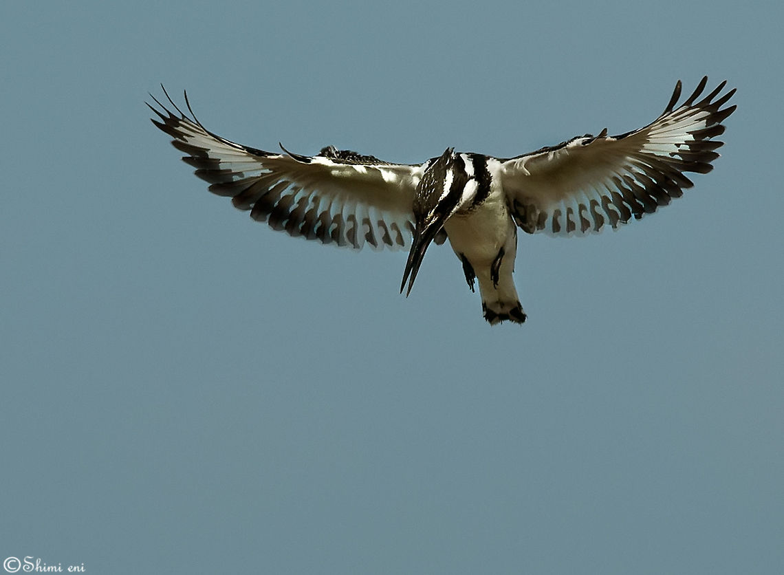 Floating Ceryle Rudis Birds,Ceryle Rudis,Ceryle rudis,Kingfisher,Pied Kingfisher