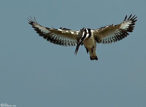 Floating Ceryle Rudis Birds,Ceryle Rudis,Ceryle rudis,Kingfisher,Pied Kingfisher