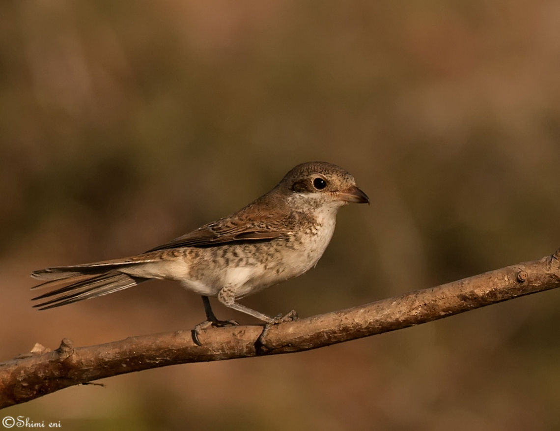The Red-backed Shrike  Birds,Lanius collurio,Red-backed Shrike