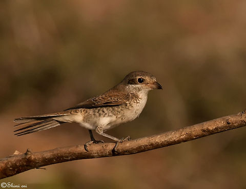 The Red-backed Shrike  Birds,Lanius collurio,Red-backed Shrike