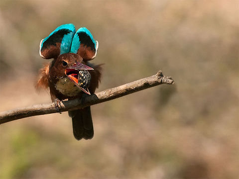 White-throated Kingfisher with a snack White-throated Kingfisher with a snack Birds,Halcyon smyrnensis,White-throated Kingfisher