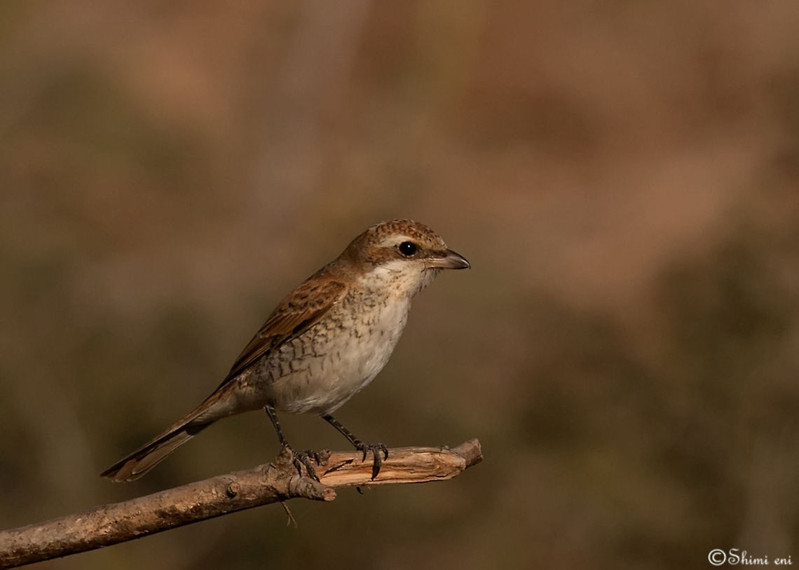 DSC_6396  Birds,Lanius collurio,Red-backed Shrike