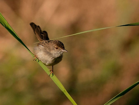 Graceful Warbler  Birds,Graceful Prinia,Prinia gracilis