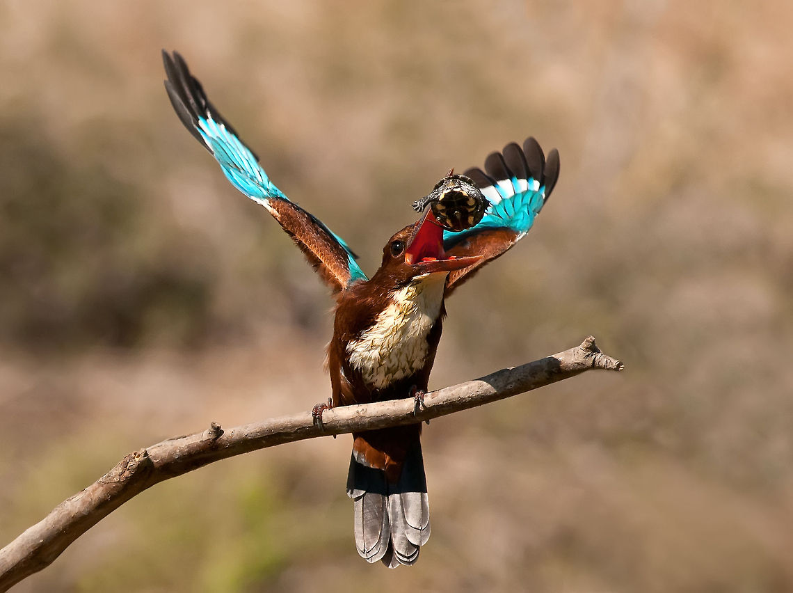 White-throated Kingfisher A White-throated Kingfisher juggles a small turtle in the air. Action,Birds,Halcyon smyrnensis,Kingfisher,White-throated Kingfisher