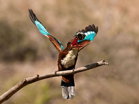 White-throated Kingfisher A White-throated Kingfisher juggles a small turtle in the air. Action,Birds,Halcyon smyrnensis,Kingfisher,White-throated Kingfisher