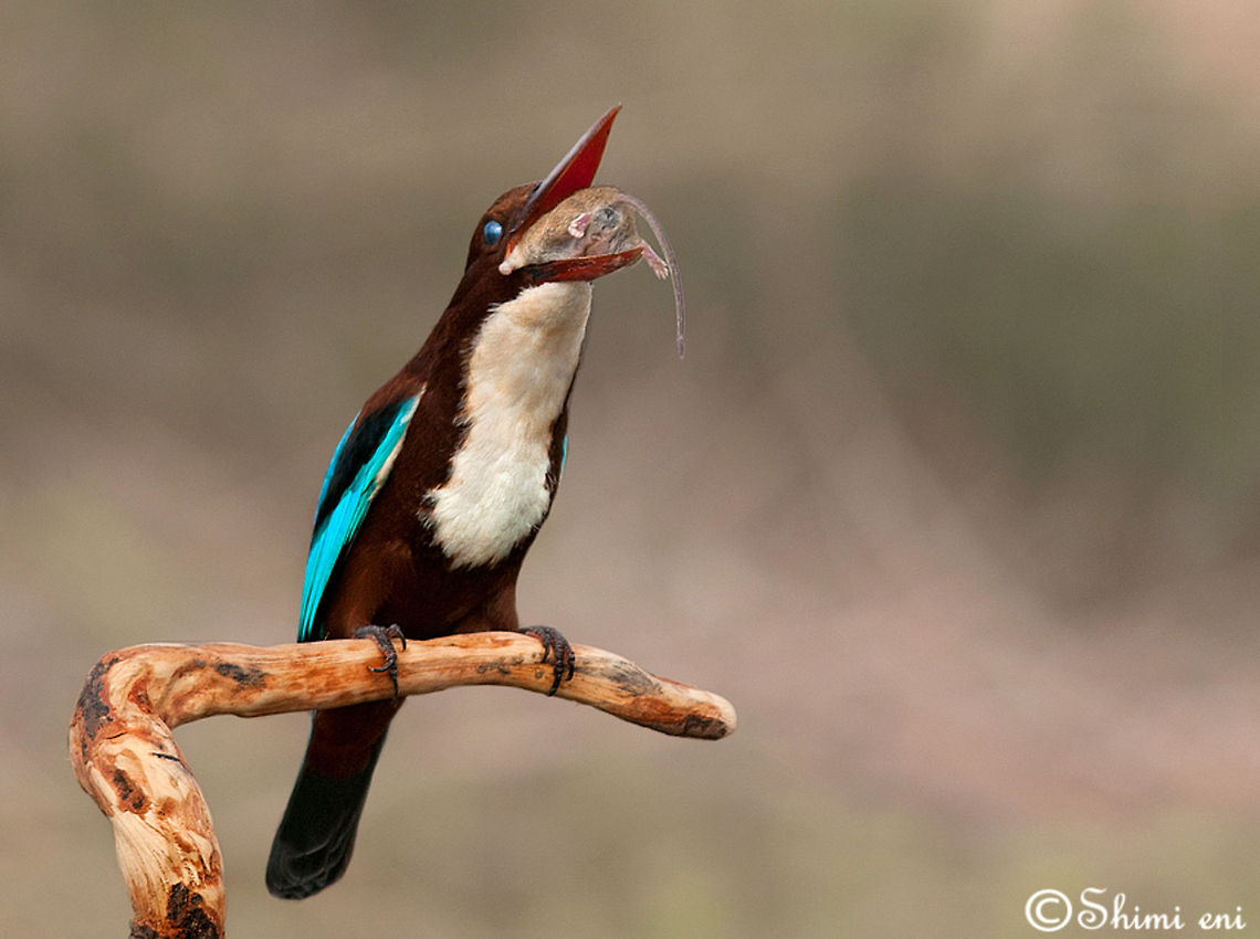 A large appetite White-throated Kingfisher eating a mouse Feeding,Halcyon smyrnensis,White-throated Kingfisher,birds