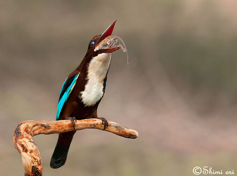 A large appetite White-throated Kingfisher eating a mouse Feeding,Halcyon smyrnensis,White-throated Kingfisher,birds