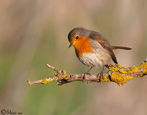 Robin Erithacus rubecula,European Robin Erithacus rubecula,European Robin,Robin,birds