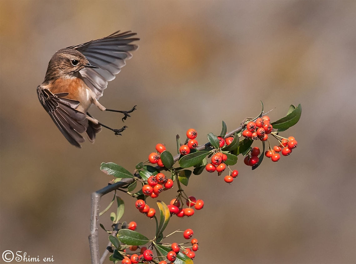 Saxicola - Female Saxicola - Female Saxicola,Saxicola rubetra,Whinchat,birds