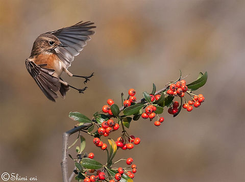 Saxicola - Female Saxicola - Female Saxicola,Saxicola rubetra,Whinchat,birds