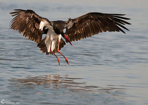 Black Stork   Birds,Black Stork,Ciconia nigra