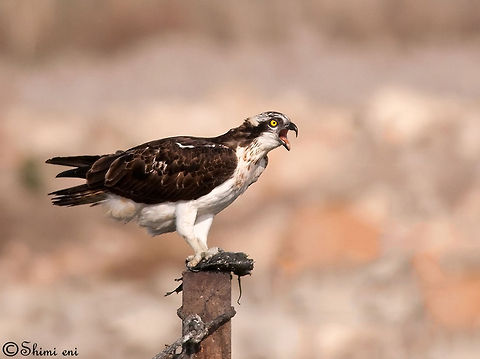 Pandion haliaetus Pandion haliaetus Bird of prey,Hawk,Osprey,Pandion haliaetus,birds