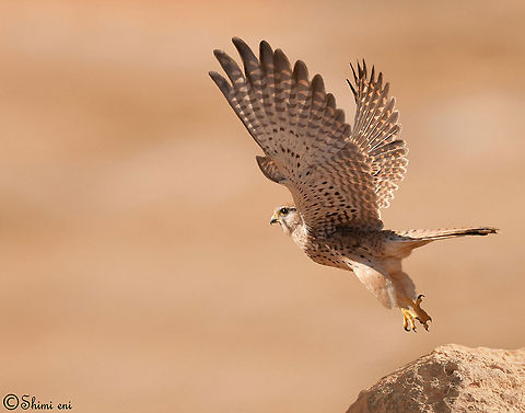Kestrel  The Common Kestrel (Falco tinnunculus) is a bird of prey species belonging to the kestrel group of the falcon family Falconidae. Bird of prey,Geotagged,Israel,birds
