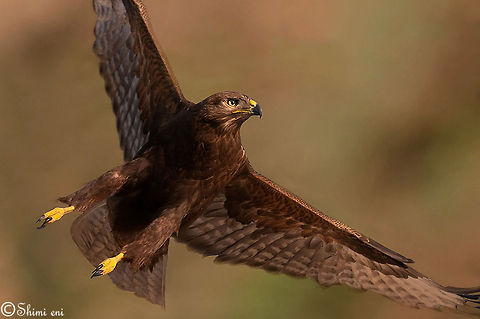 Buteo buteo Buzzard (Buteo Buteo) in flight. Bird of prey,Birds,Buteo Buteo,Buzzard