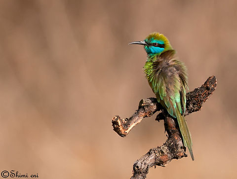 Little Green Bee-eater Merops orientalis Little Green Bee-eater Merops orientalis Bee-eater,Birds,Little Green Bee-eater,Merops orientalis