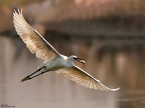 Little Egret Little Egret in flight with a catch. Egretta garzetta,Heron,Little Egret,birds,feeding