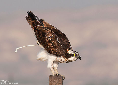 Pandion haliaetus Osprey (Pandion haliaetus) Bird of prey,Osprey,Pandion haliaetus,birds
