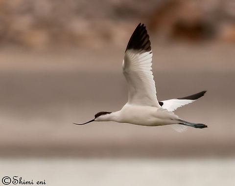 Recurvirostra avosetta Pied Avocet, Recurvirostra avosetta Pied Avocet,Recurvirostra avosetta,birds