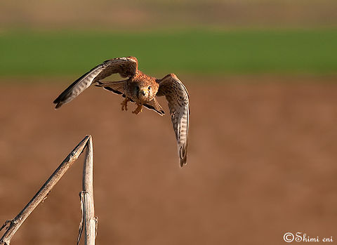 Falco (Female) Falco (Female) Bird of prey,Common Kestrel,Falco tinnunculus,birds,falcon