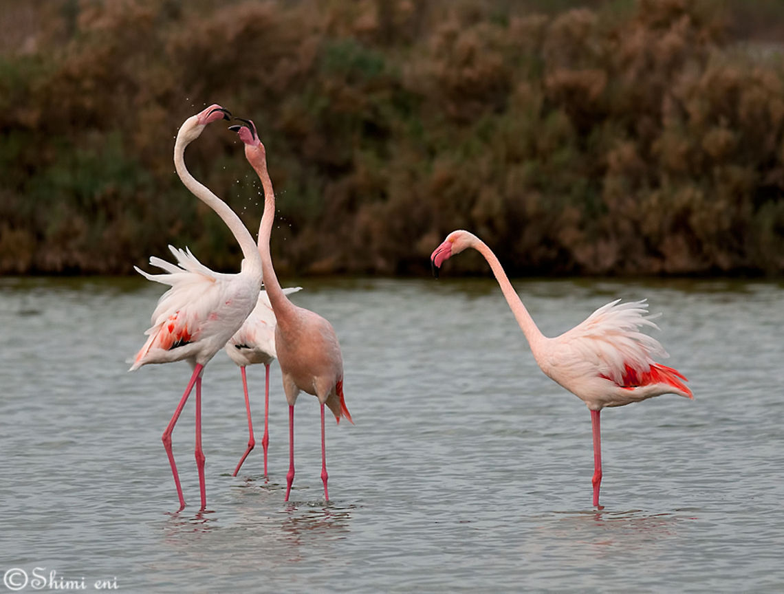 Flamingo Four Flamingos standing in water. American Flamingo,Birds,Flamingo,Phoenicopterus ruber