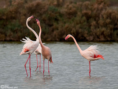 Flamingo Four Flamingos standing in water. American Flamingo,Birds,Flamingo,Phoenicopterus ruber