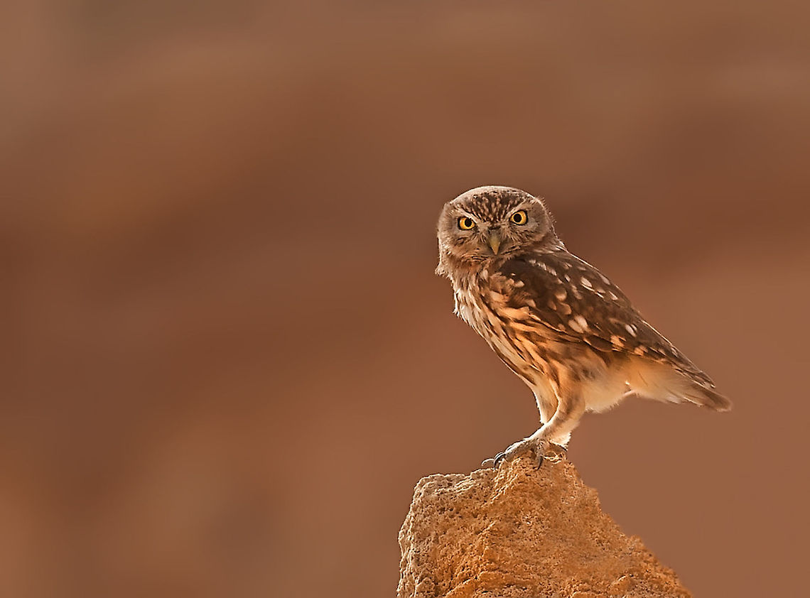 Little Owl Little owl looks directly at photographer. Owl,birds