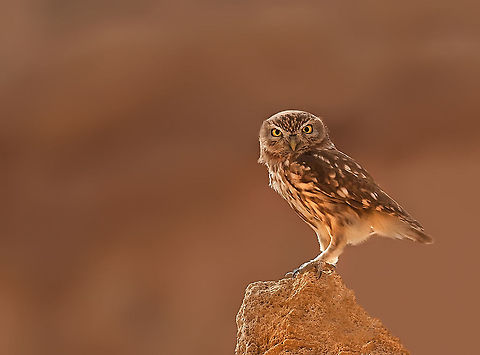 Little Owl Little owl looks directly at photographer. Owl,birds