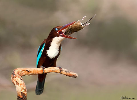 Kingfisher (killer) Kingfishers don't just eat fish. This one is eating a mouse. Birds,Halcyon smyrnensis,Kingfisher,White-throated Kingfisher,feeding