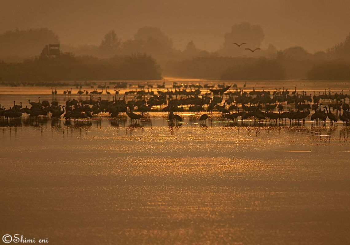 Hahula lake Israel Hahula lake Israel Common Crane,Grus grus,Israel,Landscapes