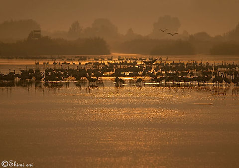 Hahula lake Israel Hahula lake Israel Common Crane,Grus grus,Israel,Landscapes