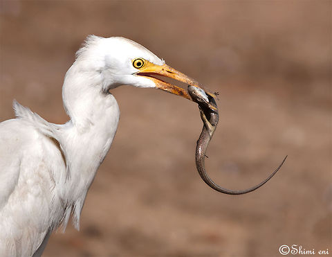 Heron (Ardeidae) Heron (Ardeidae) Ardeidae,Birds,Bubulcus ibis,Cattle Egret,feeding,heron