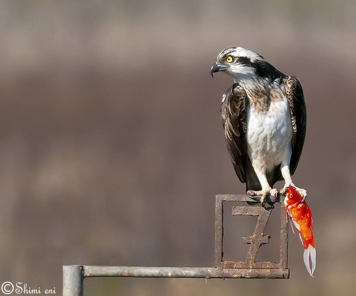 Osprey  Feeding,Pandion haliaetus,birds